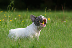 Franzsische Bulldogge Welpe mit Blume