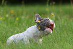 Franzsische Bulldogge Welpe mit Blume