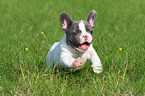 rennender Franzsische Bulldogge Welpe