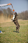 springende Franzsische Bulldogge