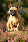 sitzende Franzsische Bulldogge