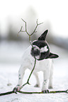 Franzsische Bulldogge mit Stock