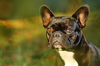 Franzsische Bulldogge Portrait