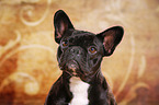 Franzsische Bulldogge Portrait