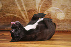 liegende Franzsische Bulldogge