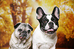 Mops und Franzsische Bulldogge