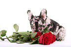 Franzsische Bulldogge Welpe