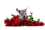Franzsische Bulldogge Welpe
