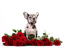 Franzsische Bulldogge Welpe