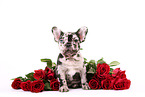 Franzsische Bulldogge Welpe