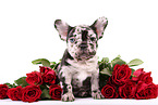 Franzsische Bulldogge Welpe