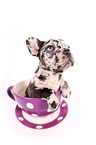 Franzsische Bulldogge Welpe
