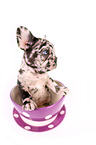 Franzsische Bulldogge Welpe