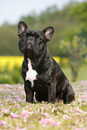 sitzende Franzsische Bulldogge