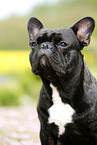 Franzsische Bulldogge Portrait