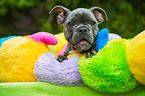 junge Franzsische Bulldogge