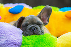 junge Franzsische Bulldogge