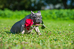 junge Franzsische Bulldogge