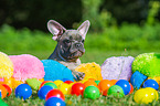 junge Franzsische Bulldogge
