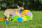 spielende Franzsische Bulldogge