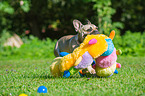 spielende Franzsische Bulldogge