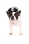 Franzsische Bulldogge