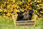 2 Franzsische Bulldogge Welpen