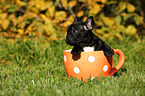 Franz�sische Bulldogge Welpe
