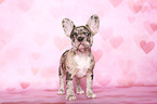 Franzsische Bulldogge Welpe im Studio