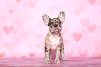 Franzsische Bulldogge Welpe im Studio