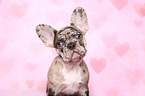 Franzsische Bulldogge Welpe im Studio
