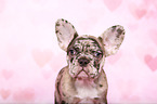 Franzsische Bulldogge Welpe im Studio