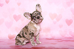 Franzsische Bulldogge Welpe im Studio