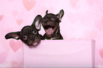 zwei Franzsische Bulldogge Welpen