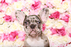 Franzsische Bulldogge Welpe im Studio