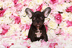 Franzsische Bulldogge Welpe im Studio