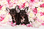 zwei Franzsische Bulldogge Welpen