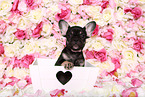 Franzsische Bulldogge Welpe im Studio