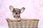 Franzsische Bulldogge Welpe im Studio