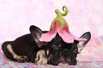 Franzsische Bulldogge Welpe im Studio