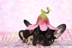 Franzsische Bulldogge Welpe im Studio