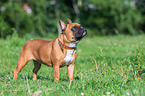 Franzsische Bulldogge