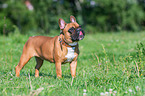 Franzsische Bulldogge