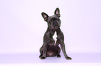 sitzende Franzsische Bulldogge