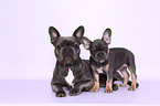 zwei Franzsische Bulldoggen