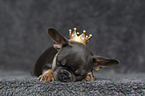 schlafende Franzsische Bulldogge