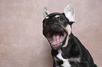 ghnender Franzsischer Bulldogge Welpe