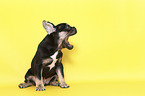 ghnender Franzsischer Bulldogge Welpe
