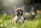 Franzsische Bulldogge Welpe steht im Gras