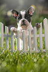 Franzsische Bulldogge Welpe am Zaun